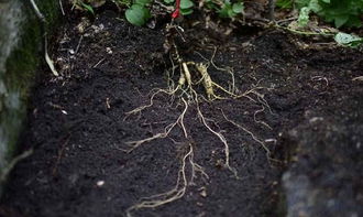 種植人參，做好這五步，可保證高產優(yōu)質黑參產品